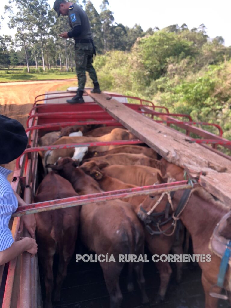 En Virasoro icautaron un camión con vacas " flojitas de papeles"