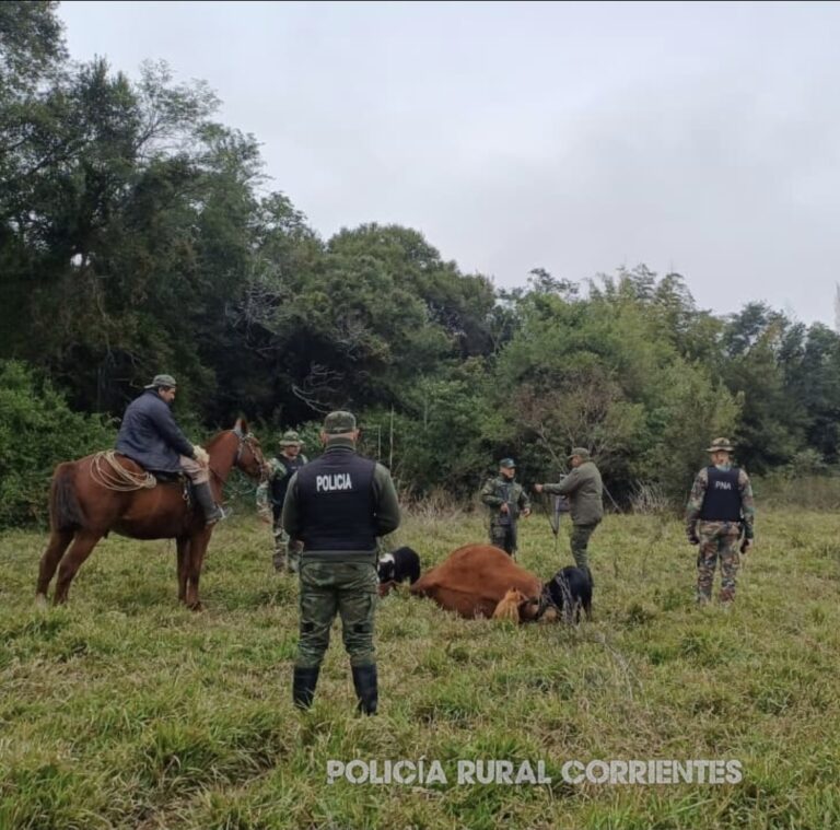 SANTO TOMÉ :POLICÍA RURAL Y PREFECTURA RASTRILLAN LA COSTA DEL RÍO URUGUAY DETRAS DE CUATREROS BRASILEROS