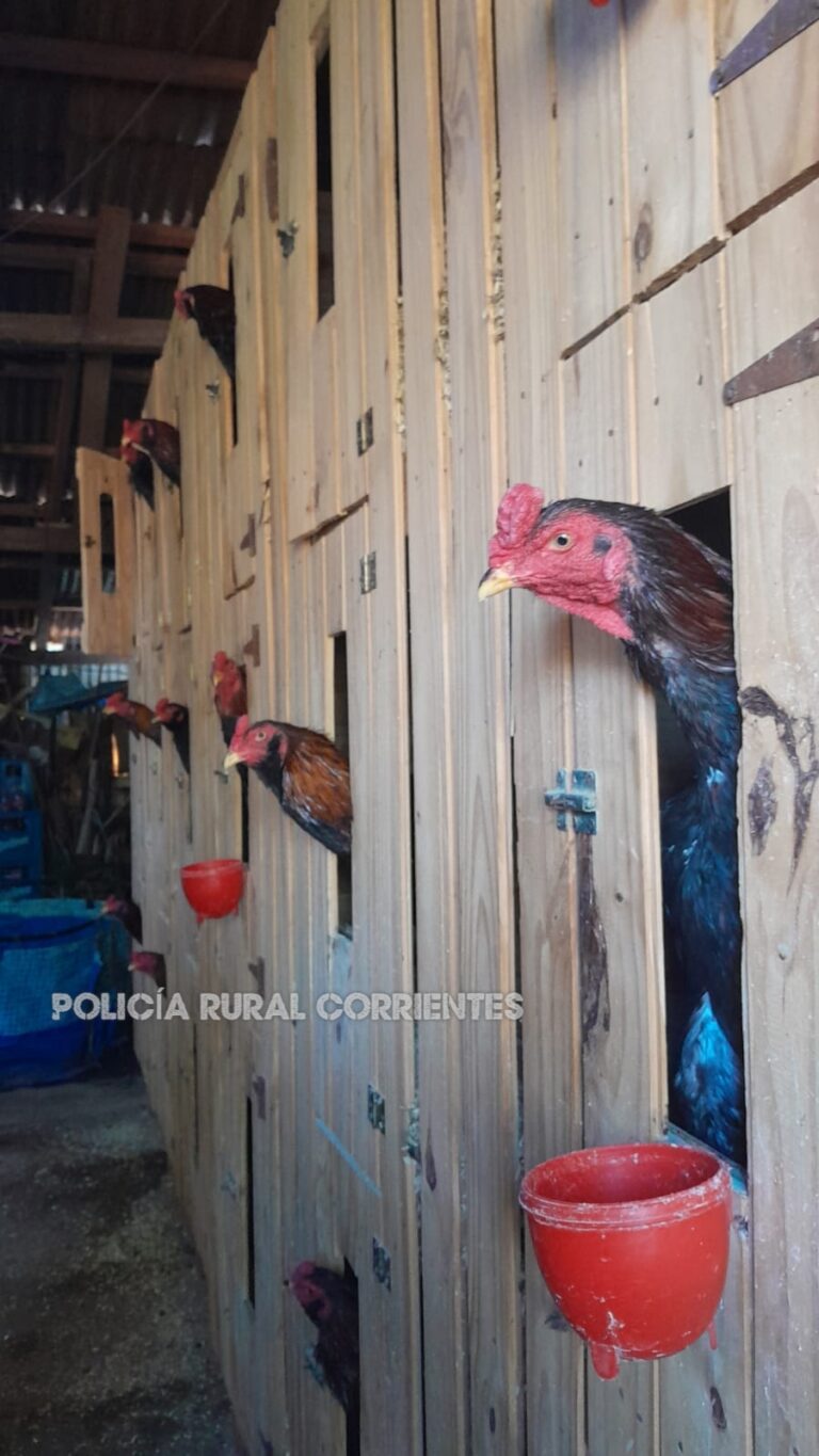 Descubren una casa con 15 gallos de riña en Santo Tomé