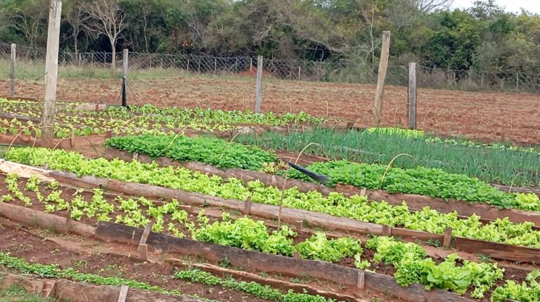 Santo Tomé: Producción e Industria: acompañamiento permanente a productores y fortalecimiento del desarrollo local