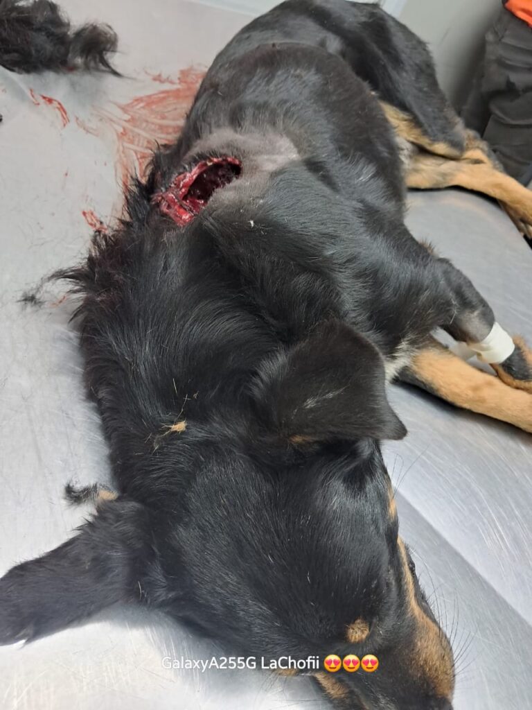 Santo Tomé: Locura total, mató de un escopetazo al perro de su vecino y está preso