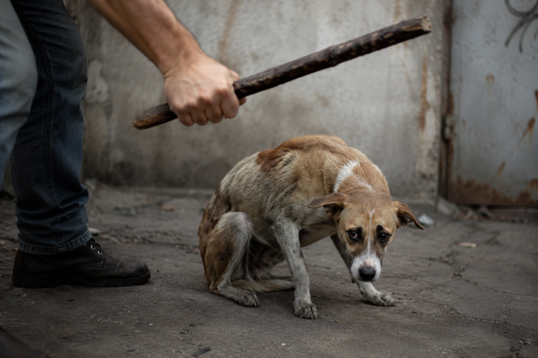 Condenaron a un médico Santotomeño por matar a un perro