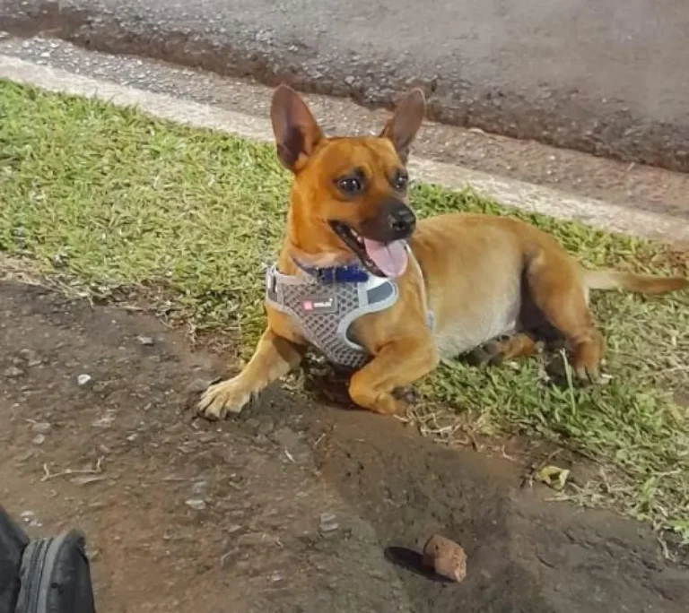 Este jueves arranca el juicio contra un conocido médico Santotomeño que mató un perro en La Curtiembre