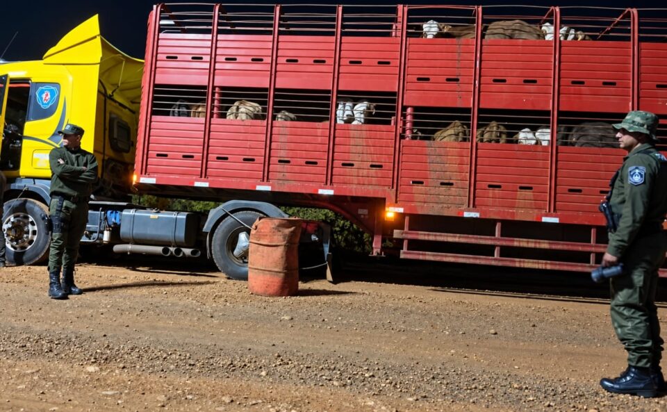 Santo Tomé: la Policía secuestró un camión que transportaba 60 vacunos con irregularidades